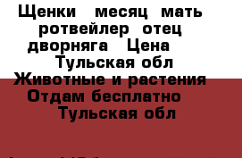 Щенки 1 месяц: мать - ротвейлер; отец - дворняга › Цена ­ 1 - Тульская обл. Животные и растения » Отдам бесплатно   . Тульская обл.